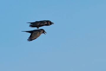 Two flying ravens in the blue sky.