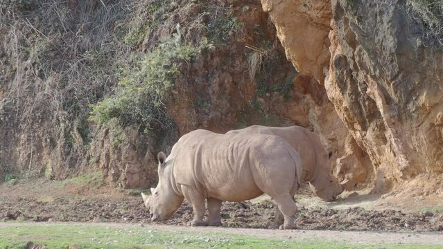 pareja de rinocerontes comiendo
