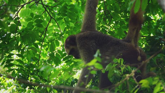 Woolly Spider Monkey on Tree