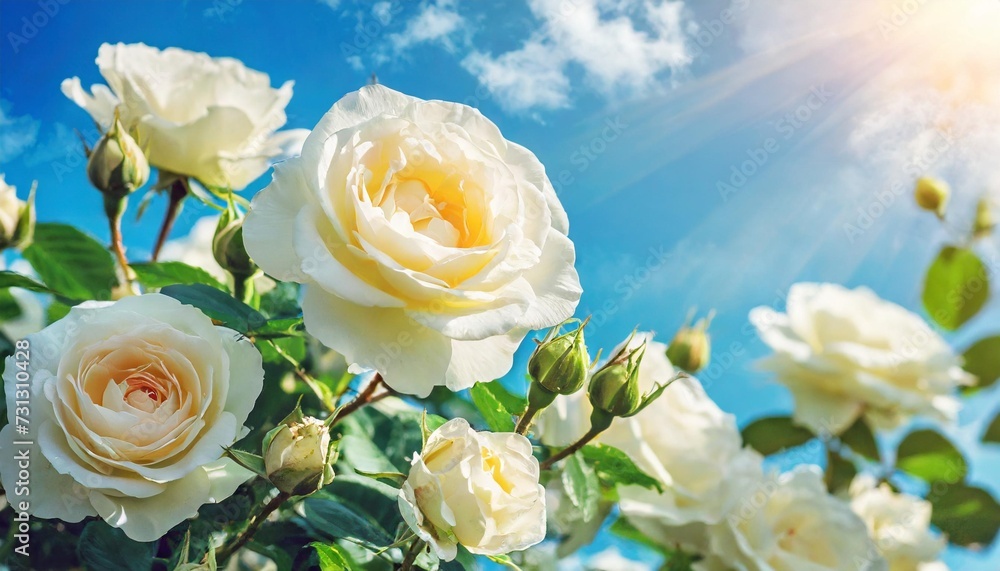 Sticker white bush roses on a background of blue sky in the sunlight beautiful spring or summer floral background