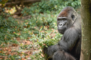 Obraz premium Portrait of a male gorilla, close-up. Male gorilla in natural conditions. Created by artificial intelligence.