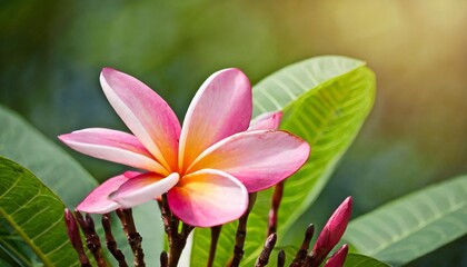 pink plumeria flowers