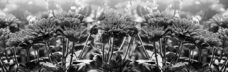 black and white photography of flowers close up