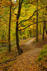 A leaf-covered trail skirts a hillside through a golden wood in autumn