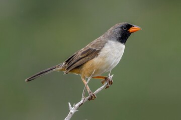 Black-throated saltator (Saltatricula atricollis)