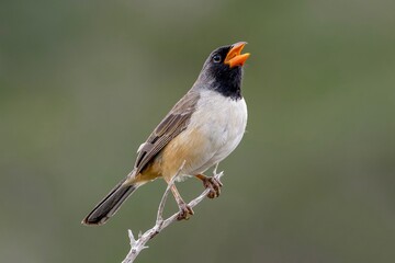 Black-throated saltator (Saltatricula atricollis)