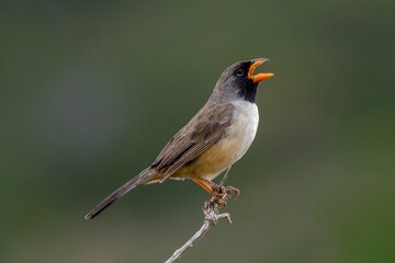 Black-throated saltator (Saltatricula atricollis)