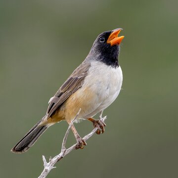 Black-throated saltator (Saltatricula atricollis)