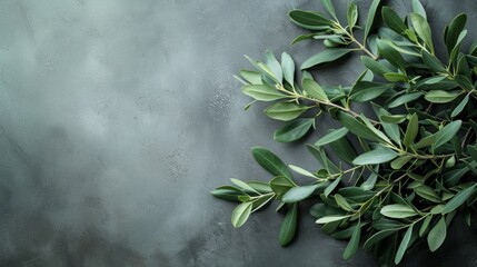 Wild olive branches which are set against a gray background