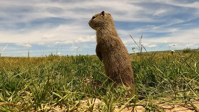 Wyoming Ground Squirrel Emerging From His Borough