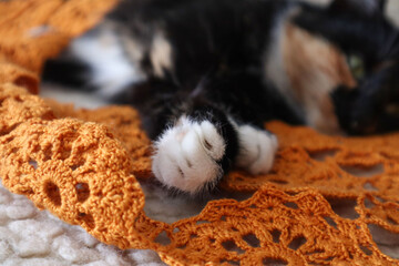 Cat's paws close-up against the background of a sleeping cat, under it there is an openwork napkin