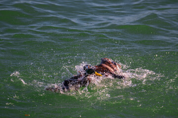 Fighting ducks, Anatidae in the water