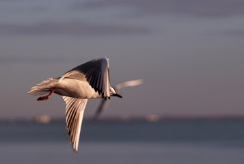 Flying seagull on cloudy background.