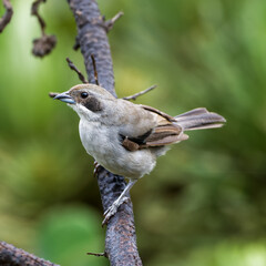 White-banded tanager (Neothraupis fasciata)