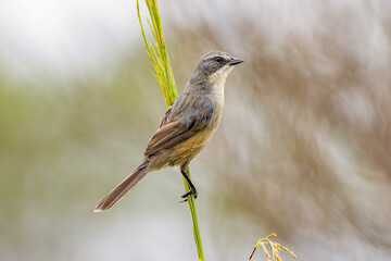 Long-tailed Reed Finch (Donacospiza albifrons)
