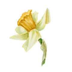 daffodil 2