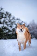 Red Shiba inu dog is standing at snowy garden and looking to falling snow