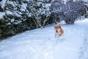 Red Shiba inu dog is running at snowy garden