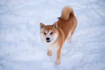 Shiba inu dog in winter. Face covered with snow. View from above.