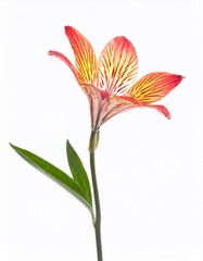 Alstroemeria flower isolated on white background with clipping path.