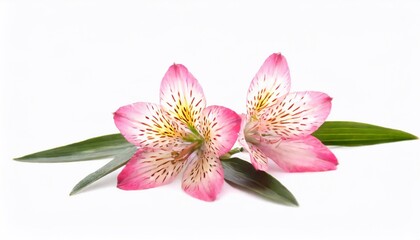 Pink alstroemeria flower isolated on white background with clipping path
