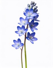 Blue flowers on a white background. Studio photography of spring flowers.