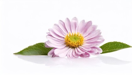pink chrysanthemum flower isolated on a white background