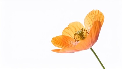 poppy flower isolated on white background with copy space for your text