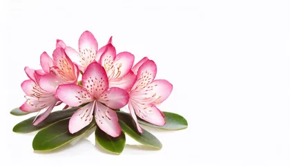 Foto op Canvas Pink azalea flowers isolated on white background with copy space. © Євдокія Мальшакова