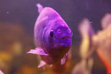 underwater photography of fish Pygocentrus nattereri