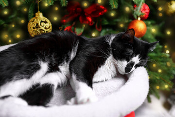 Black and white cat sleeps under the Christmas tree