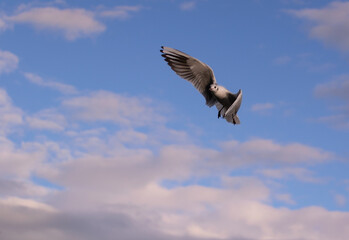 Flying seagull on cloudy background.