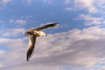 Flying seagull on cloudy background.