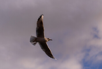 Flying seagull on cloudy background.