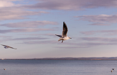 Flying seagull on cloudy background.