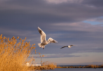 Flying seagull on cloudy background.