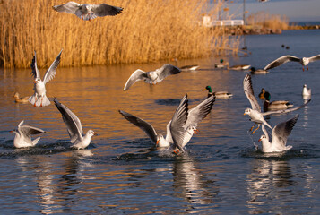Flock of seagulls in flight and in the water among the ducks, with golden reeds in the background, Hungary, Lake Balaton