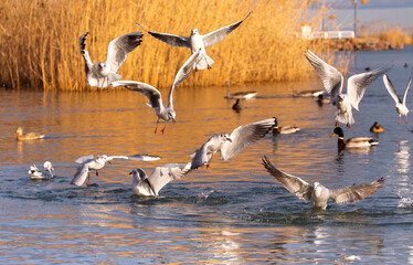 Flock of seagulls in flight and in the water among the ducks, with golden reeds in the background, Hungary, Lake Balaton