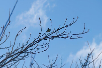 Obraz premium Great tit (Parus major) sitting in a tree in Zurich, Switzerland
