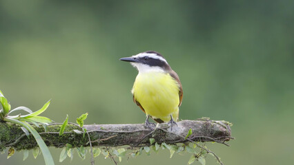 a great kiskadee flycatcher perching on a branch
