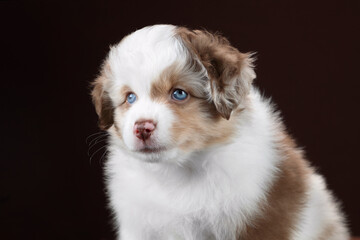 Cute fluffy American Miniature Shepherd puppy, close-up portrait