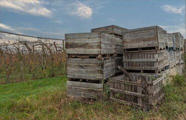 Wooden boxes used for transporting fruit in the field