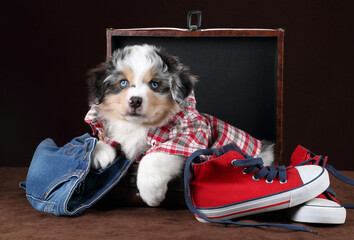 Cute miniature american shepherd puppy sitting in a suitcase
