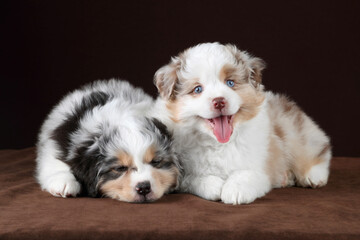 Two little fluffy American Miniature Shepherd puppies