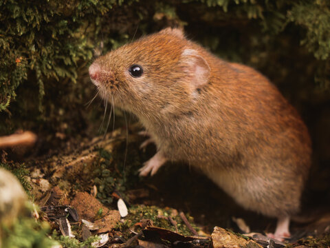 Petit Campagnol rouss&acirc;tre qui sort de sa cachette pour manger.