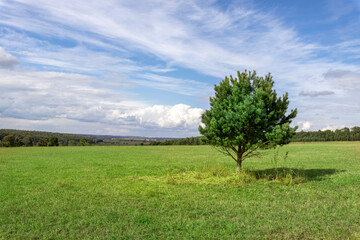 Small pine tree on the horizon between a green field and a blue sky