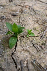 plant growing in the ground