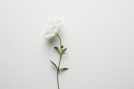 Fototapeta A delicate white flower with vibrant green leaves, standing tall against a textured wall, showcasing the intricate beauty of nature's design