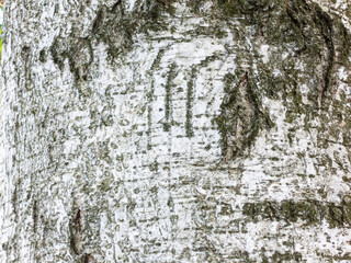 Obraz premium Birch bark