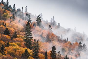 Breathtaking panoramic aerial view of the colorful red, orange and yellow trees of a mixed coniferous forest and river in a morning fog. Fairy autumn landscape